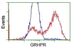 GRHPR / Glyoxylate Reductase Antibody (clone OTI9E6)