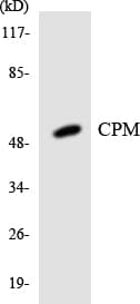 PathPlus™ CPM / Carboxypeptidase M Antibody (aa64-113)