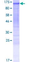 Human PSD2 Protein (Recombinant GST)
