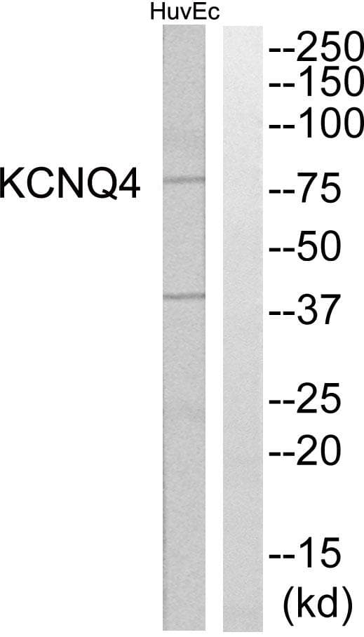Polyclonal Rabbit anti-Human KCNQ4 Antibody (WB)