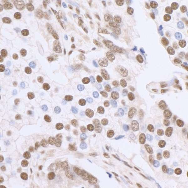 SP1 Antibody (aa750-C-term)