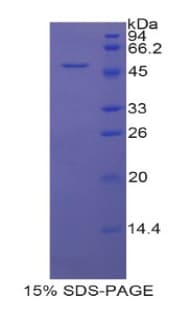 Rat PRDX3 / Peroxiredoxin 3 Protein (Recombinant His-GST)