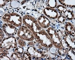 XRCC1 Antibody (clone OTI2D8)