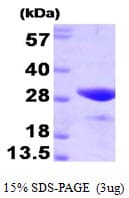 Human FKBP25 / FKBP3 Protein (Recombinant)