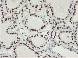 NABP2 Antibody (clone OTI1E11, Carrier-free)