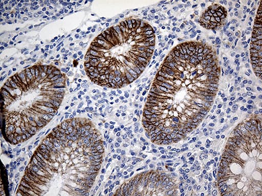 CLEC10A / CD301 Antibody (aa181-293, clone OTI2B10)