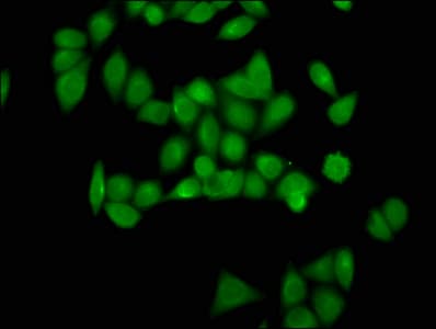 HIST1H4I Antibody
