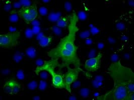 PTPRE / PTP Epsilon Antibody (clone OTI5E5)