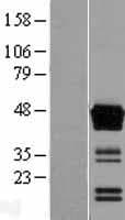 CLMP / ACAM Protein (Over-Expression Lysate Myc-DDK (Flag))
