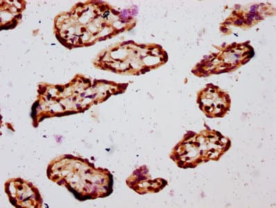 Polyclonal Rabbit anti-Human HIST1H2BN Antibody (IHC, WB)