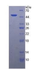 Chicken IFNA / Interferon Alpha Protein (Recombinant His-GST)
