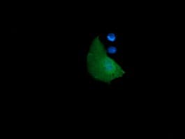 CR6 / GADD45G Antibody (clone OTI1H10, Carrier-free)