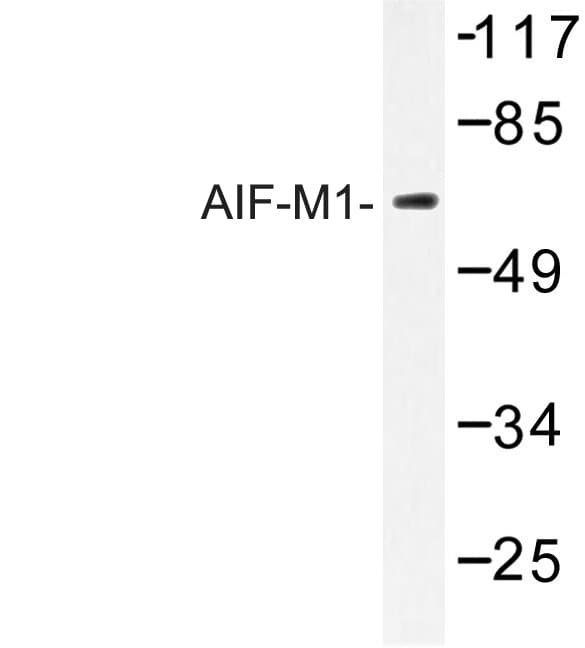 AIFM1 / AIF / PDCD8 Antibody (Tyr85)