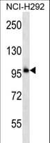 Polyclonal Rabbit anti-Human PCDHB11 Antibody (aa47-76, WB)