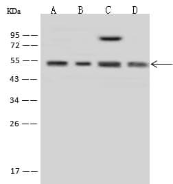 MINA / MINA53 Antibody