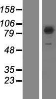 SEC23B Protein (Over-Expression Lysate Myc-DDK (Flag))
