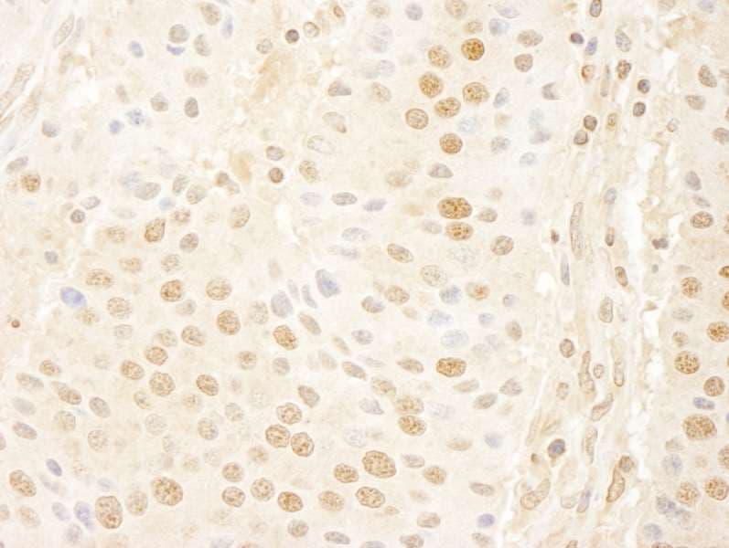 CCNC / Cyclin C Antibody (aa244-294)