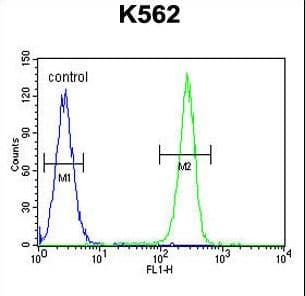 OR52D1 Antibody (aa248-277)