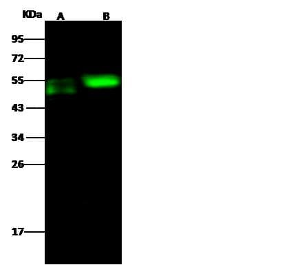 CDC37 Antibody (Preservative Free)