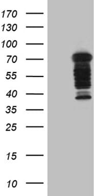 DCP1B Antibody (aa167-473, clone OTI2D8, Carrier-free)