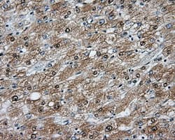 NIT2 Antibody (clone OTI3D5)