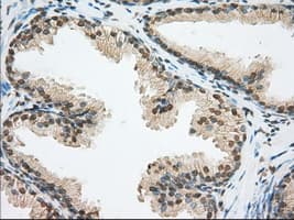 ERCC1 Antibody (clone OTI1B3)