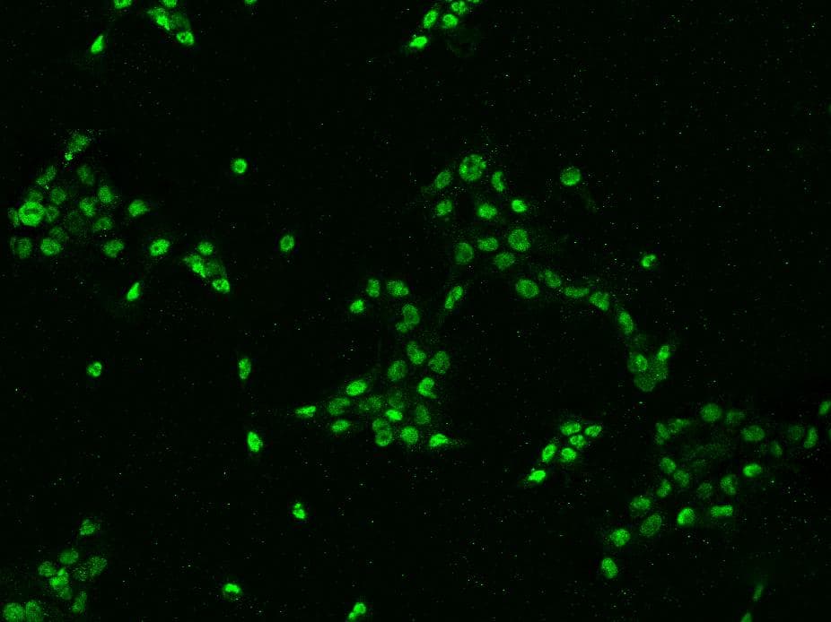DHX15 Antibody