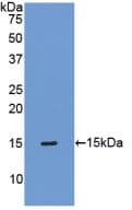 TIMP1 Antibody (aa35-160, Biotin)