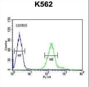 Polyclonal Rabbit anti-Human RDH16 Antibody (aa3-31, IHC, WB)