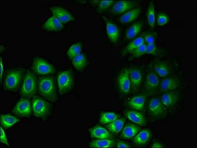 GPR75 Antibody (aa372-540)