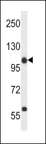 Polyclonal Rabbit anti-Human C14orf135 Antibody (aa789-817, WB)