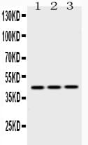 PA2G4 / EBP1 Antibody