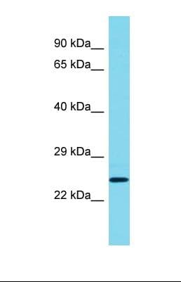 LIME1 / LIME Antibody (C-Terminus)