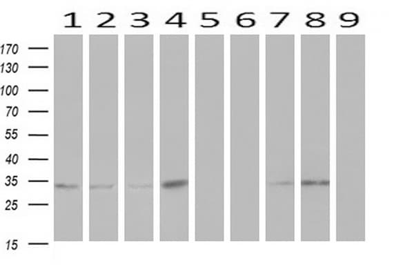 ZFP36 / Tristetraprolin Antibody (clone OTI4E1, Carrier-free)