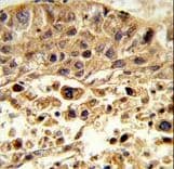 VPS26A / VPS26 Antibody (aa263-291)