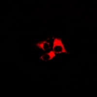 GPR173 / SREB3 Antibody