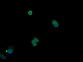 MAPK13 / p38delta Antibody (clone OTI12D11)
