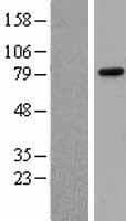 Human RAD21 Protein (Over-Expression Lysate Myc-DDK (Flag))