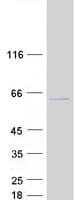 Human GTF3C5 Protein (Recombinant Myc-DDK (Flag))