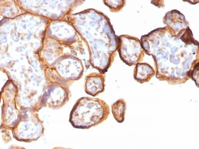Recombinant Monoclonal Mouse anti-Human THBD / CD141 / Thrombomodulin Antibody (clone rTHBD/1591, Azide-free,Carrier-free, aa 69-194, IHC)