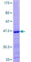 Human IL26 Protein (Recombinant GST)