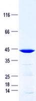 Human TIMM17B Protein (Recombinant GST, N-terminus + His, C-terminus)