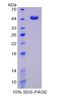 Bovine BMP2 Protein (Recombinant His-T7)