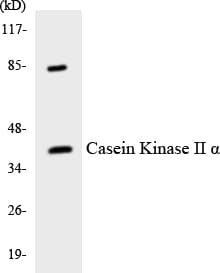 CSNK2A1 Antibody (aa202-251)