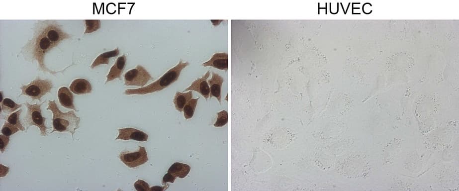 GATA3 Antibody (aa155-443, clone OTI8E11)