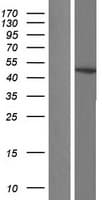 GNAS Protein (Over-Expression Lysate Myc-DDK (Flag))