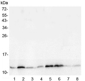 Polyclonal Rabbit anti-Mouse TXN / Thioredoxin / TRX Antibody (IHC, WB)