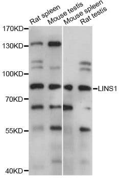 Polyclonal Rabbit anti-Mouse LINS1 Antibody (WB)