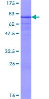 Human KIR2DL1 / CD158a Protein (Recombinant GST)