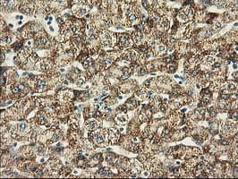 BECN1 / Beclin-1 Antibody (clone OTI1F1)